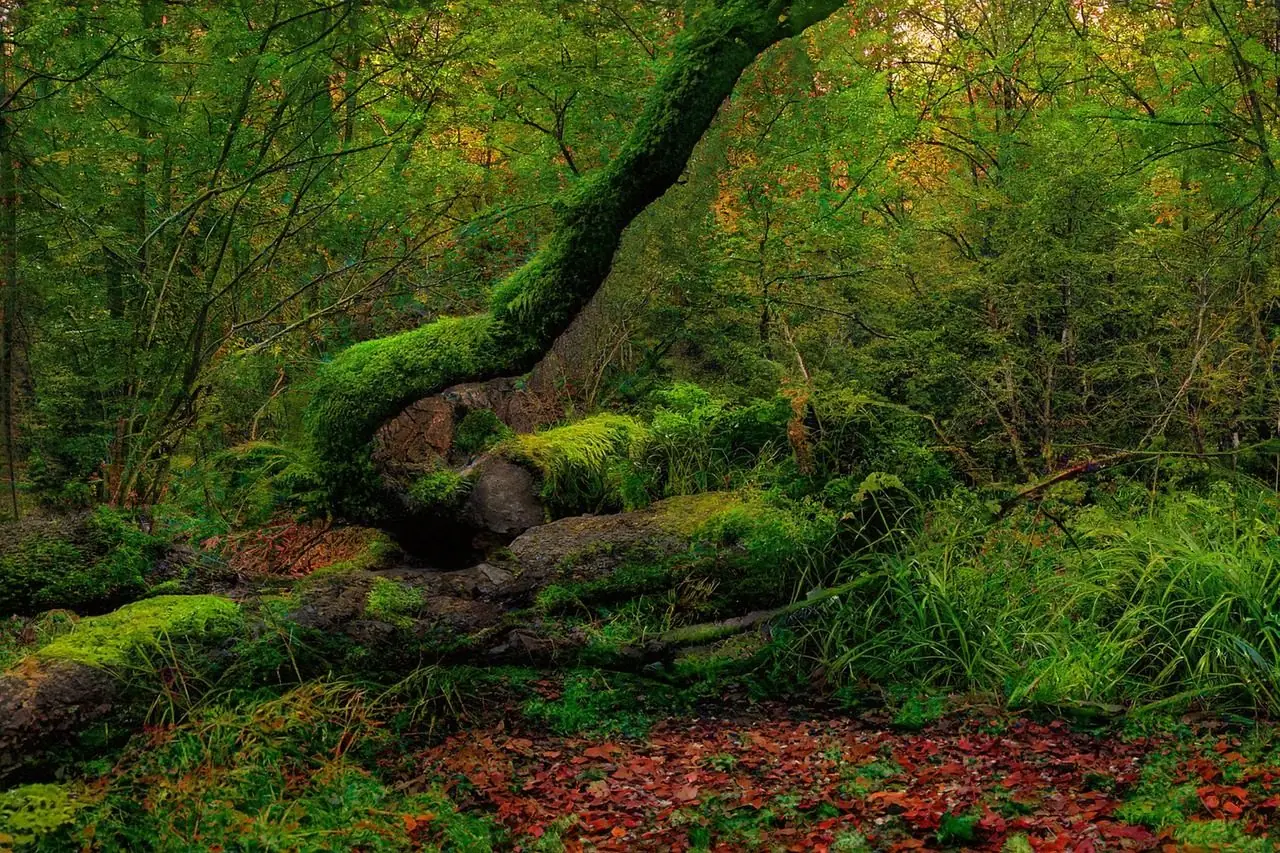 Large mossy trunk lying across the floor of a green forest