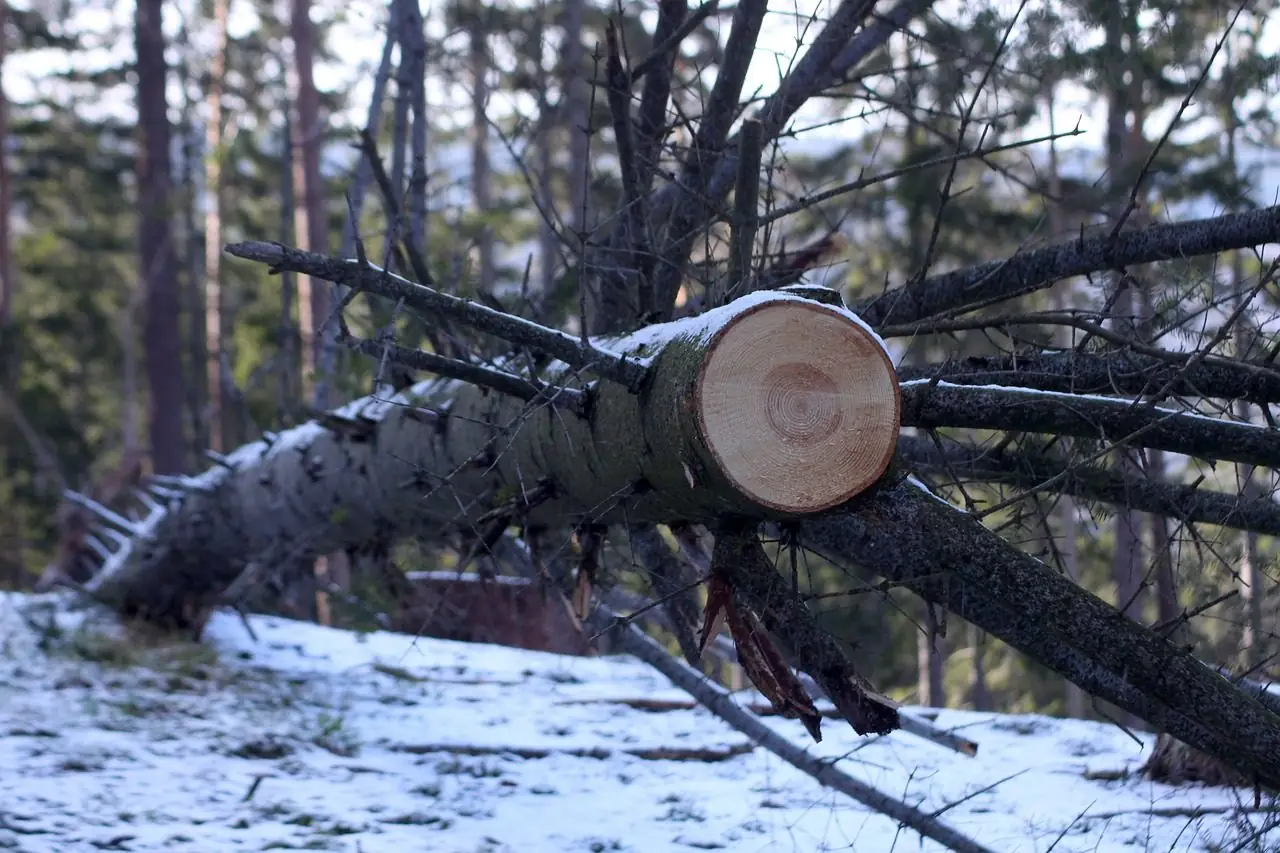 Felled conifer lying across a snowy slope, its trunk sawn through near the top