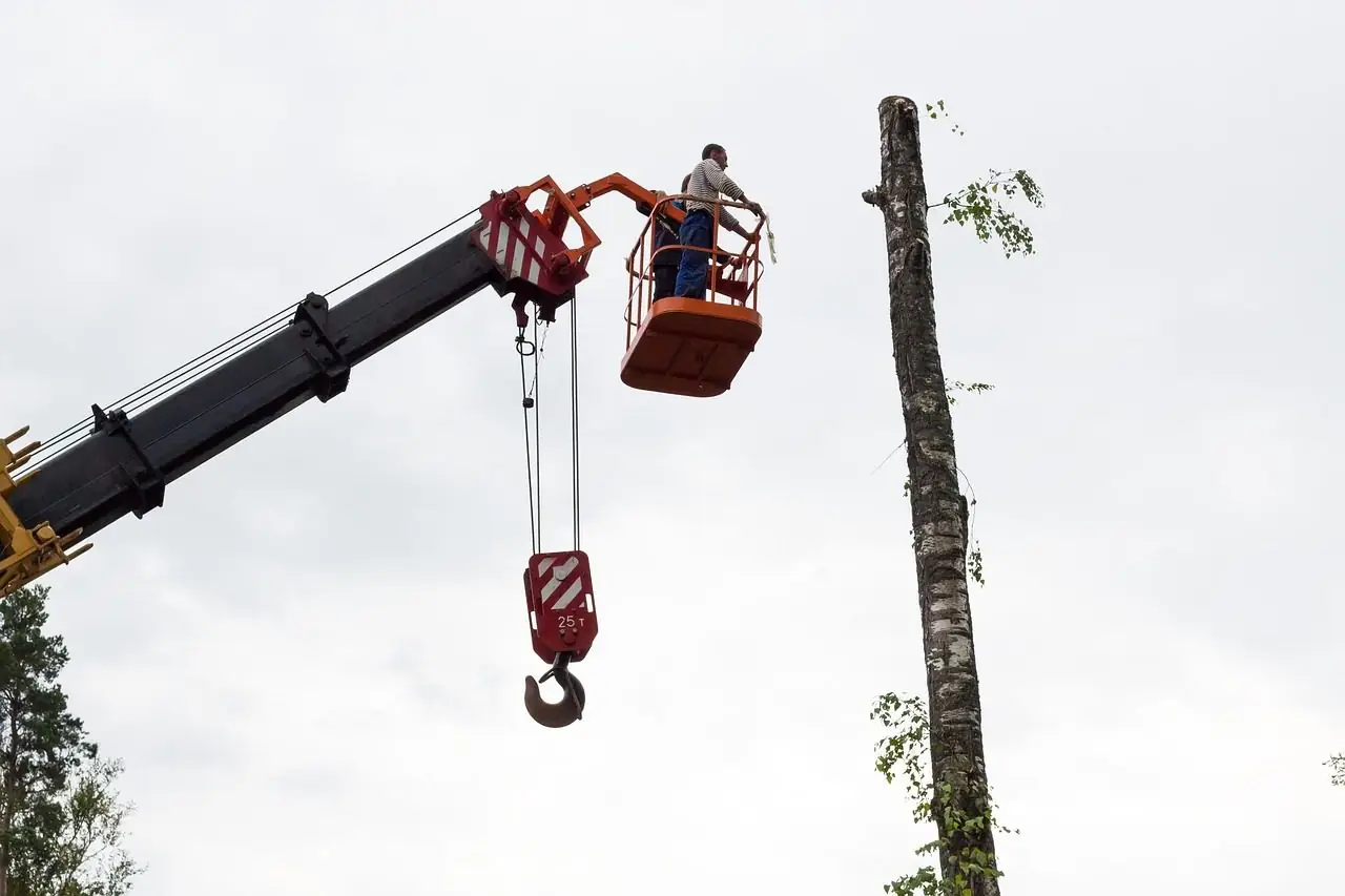 Worker in a lift basket on a long boom, cutting the top section of a tall bare trunk
