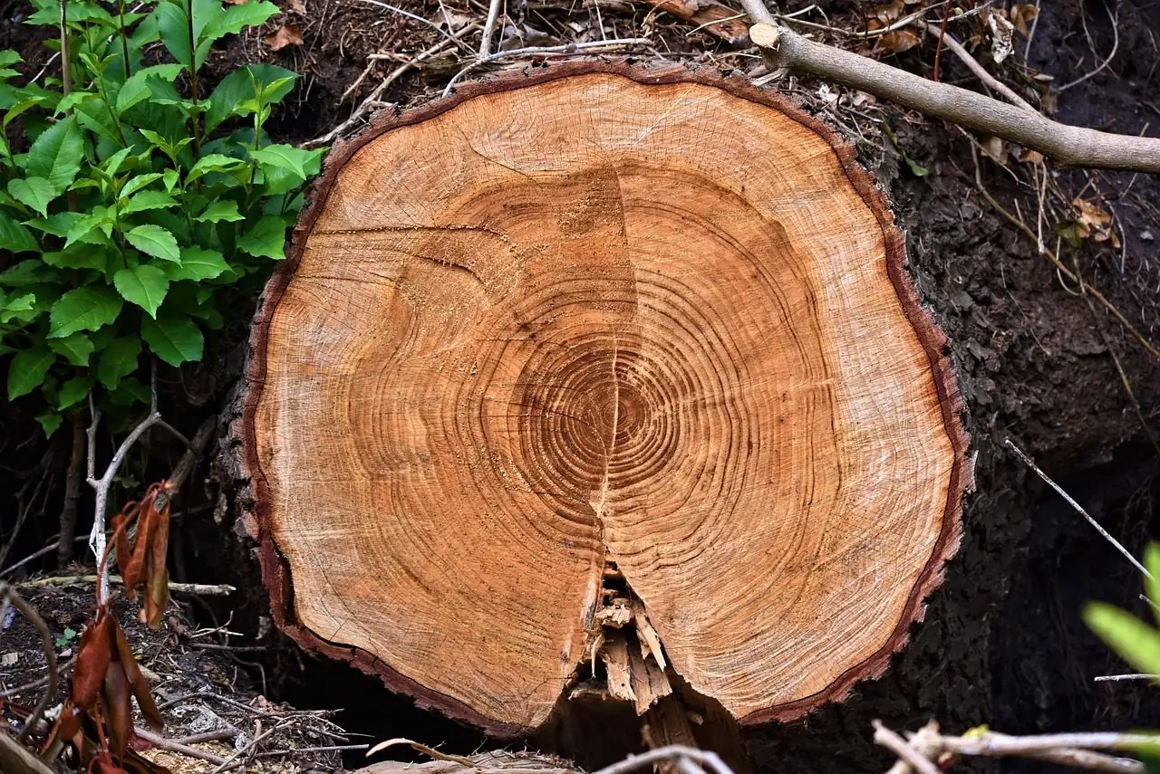 Freshly sawn stump showing its growth rings, at the edge of a patch of green plants