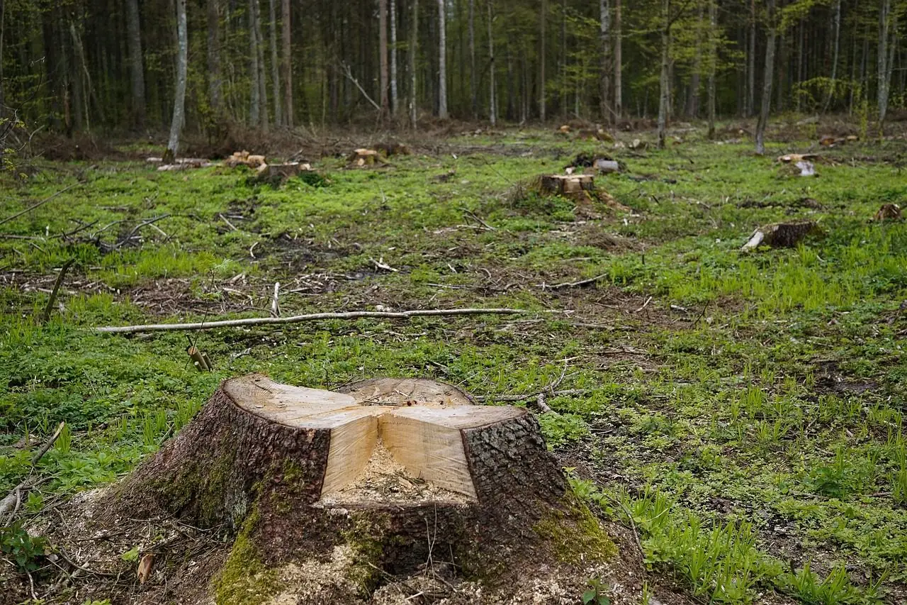 Freshly cut stump in a cleared opening in the woods, with more stumps behind it